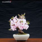 Fuji Sakura Ciliegio da fiore VENDUTO - immagine 2