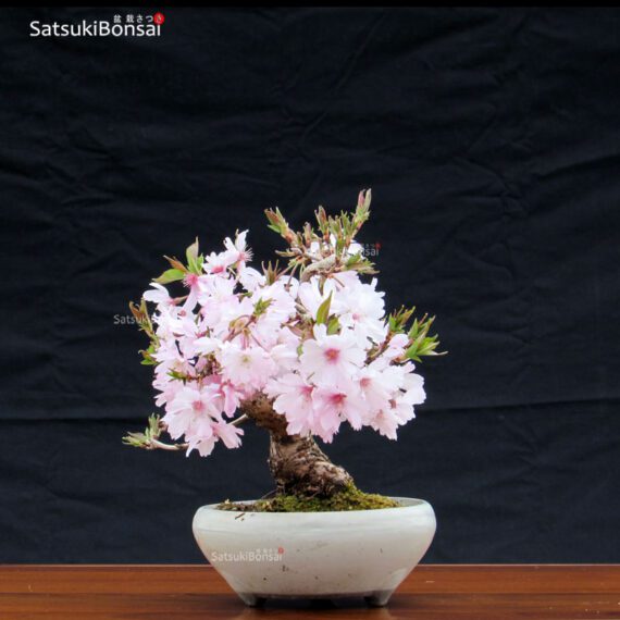 Fuji Sakura Ciliegio da fiore VENDUTO - immagine 2