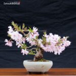Fuji Sakura Ciliegio da fiore VENDUTO - immagine 3