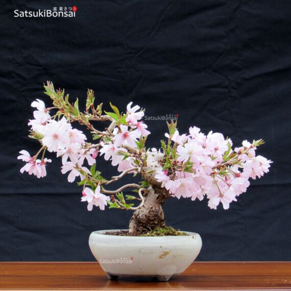 Fuji Sakura Ciliegio da fiore VENDUTO - immagine 3