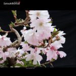 Fuji Sakura Ciliegio da fiore VENDUTO - immagine 5
