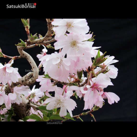 Fuji Sakura Ciliegio da fiore VENDUTO - immagine 5
