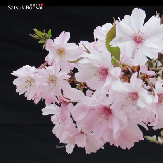 Fuji Sakura Ciliegio da fiore VENDUTO - immagine 6