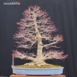 Acero Palmato Yamamomiji VENDUTO - immagine 12