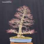 Acero Palmato Yamamomiji VENDUTO - immagine 13