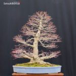 Acero Palmato Yamamomiji VENDUTO - immagine 14