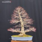 Acero Palmato Yamamomiji VENDUTO - immagine 15