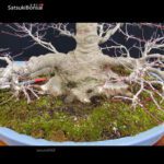 Acero Palmato Yamamomiji VENDUTO - immagine 16