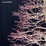 Acero Palmato Yamamomiji VENDUTO - immagine 17