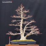 Acero Palmato Yamamomiji VENDUTO - immagine 13