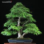 Acero Palmato Yamamomiji VENDUTO - immagine 8