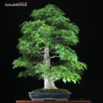 Acero Palmato Yamamomiji VENDUTO - immagine 9