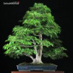 Acero Palmato Yamamomiji VENDUTO - immagine 10