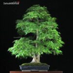 Acero Palmato Yamamomiji VENDUTO - immagine 11