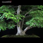 Acero Palmato Yamamomiji VENDUTO - immagine 12