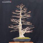 Acero Palmato Yamamomiji VENDUTO - immagine 14