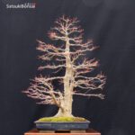 Acero Palmato Yamamomiji VENDUTO - immagine 16