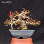 Acer Buergerianum VENDUTO