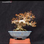 Acer Buergerianum VENDUTO - immagine 2