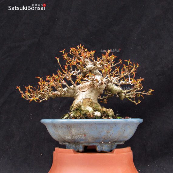 Acer Buergerianum VENDUTO - immagine 3