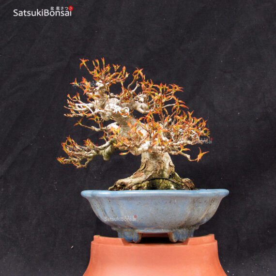 Acer Buergerianum VENDUTO - immagine 4