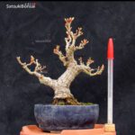 Acero Palmato Shishigashira VENDUTO