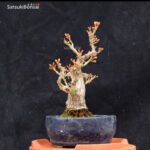 Acero Palmato Shishigashira VENDUTO - immagine 2