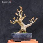 Acero Palmato Shishigashira VENDUTO - immagine 3