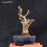 Acero Palmato Shishigashira VENDUTO - immagine 4