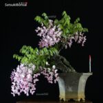 Glicine - Wisteria sinensis rosa VENDUTO