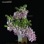 Glicine - Wisteria sinensis rosa VENDUTO - immagine 2