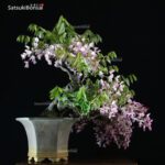 Glicine - Wisteria sinensis rosa VENDUTO - immagine 3