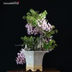 Glicine - Wisteria sinensis rosa VENDUTO - immagine 4