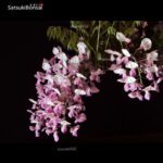 Glicine - Wisteria sinensis rosa VENDUTO - immagine 8
