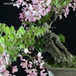 Glicine - Wisteria sinensis rosa VENDUTO - immagine 5