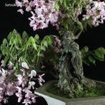Glicine - Wisteria sinensis rosa VENDUTO - immagine 6
