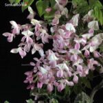 Glicine - Wisteria sinensis rosa VENDUTO - immagine 7