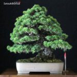 Pinus Pentaphylla var. Kokonoe VENDUTO