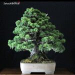 Pinus Pentaphylla var. Kokonoe VENDUTO - immagine 2