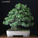 Pinus Pentaphylla var. Kokonoe VENDUTO - immagine 3