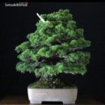 Pinus Pentaphylla var. Kokonoe VENDUTO - immagine 4