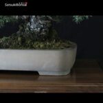 Pinus Pentaphylla var. Kokonoe VENDUTO - immagine 5