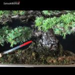 Pinus Pentaphylla var. Kokonoe VENDUTO - immagine 6