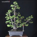 Pinus Pentaphylla var. Kokonoe VENDUTO