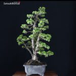 Pinus Pentaphylla var. Kokonoe VENDUTO - immagine 2