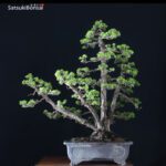 Pinus Pentaphylla var. Kokonoe VENDUTO - immagine 3