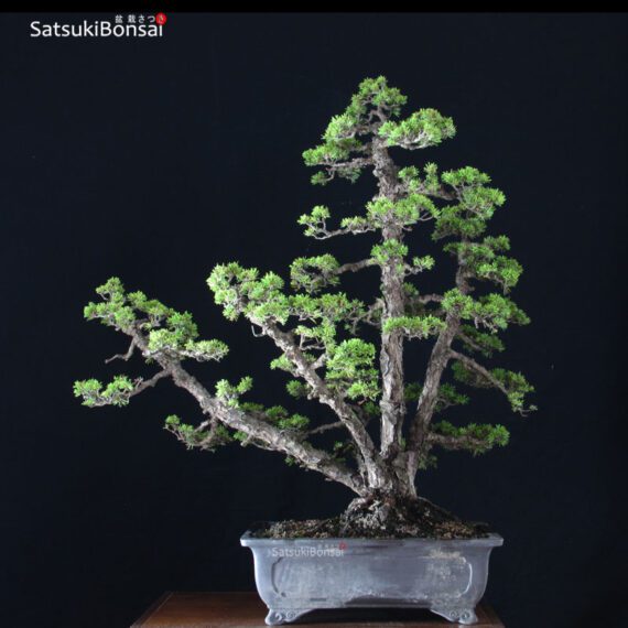 Pinus Pentaphylla var. Kokonoe VENDUTO - immagine 3