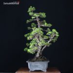Pinus Pentaphylla var. Kokonoe VENDUTO - immagine 4