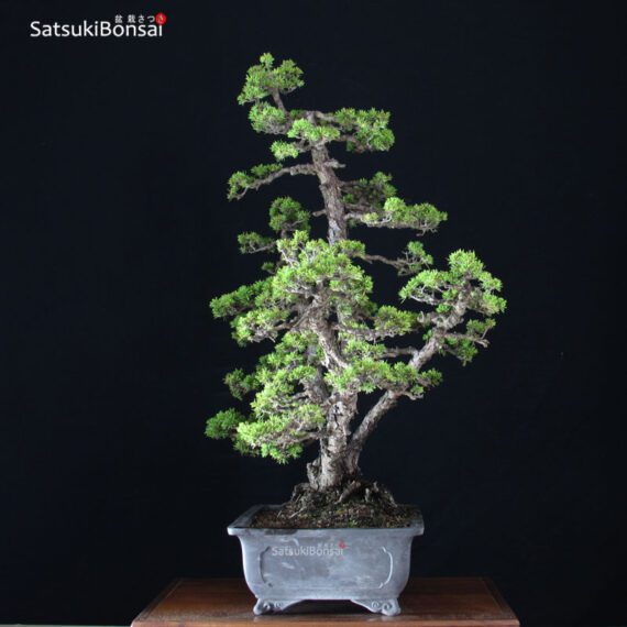 Pinus Pentaphylla var. Kokonoe VENDUTO - immagine 4