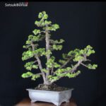 Pinus Pentaphylla var. Kokonoe VENDUTO - immagine 5